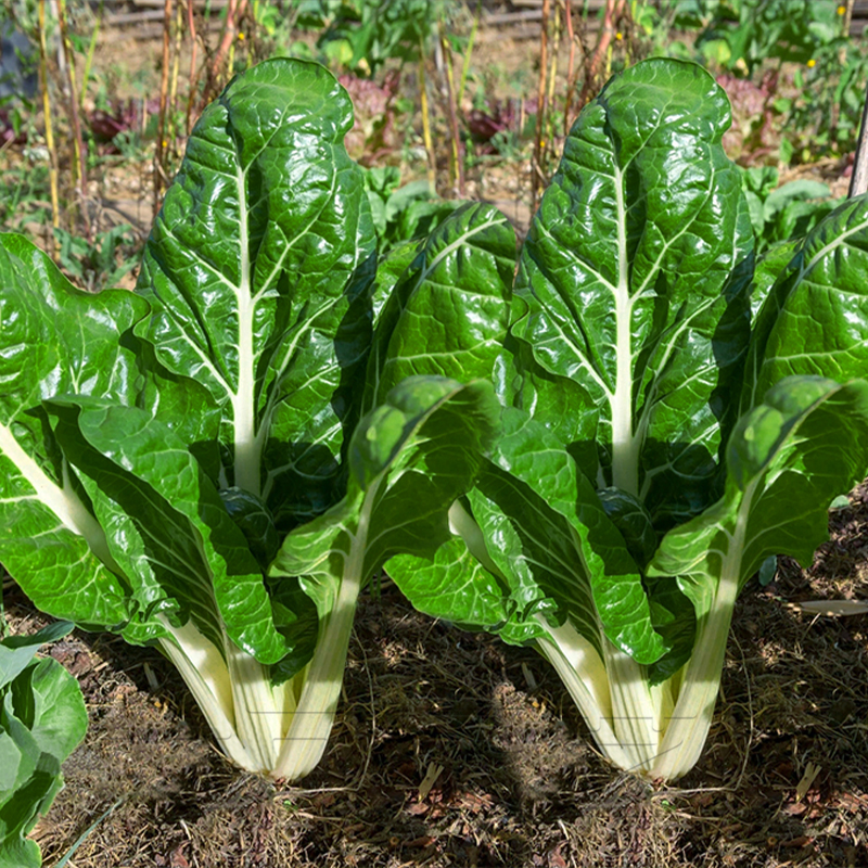 春不老白梗厚皮菜种子牛皮菜厚合菜根达菜莙达菜秋季四季绿色蔬菜