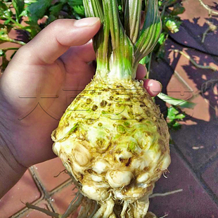 根芹种子根芹种籽芹菜块芹菜根洋芹球根塘蒿种秋季四季播蔬菜种孑