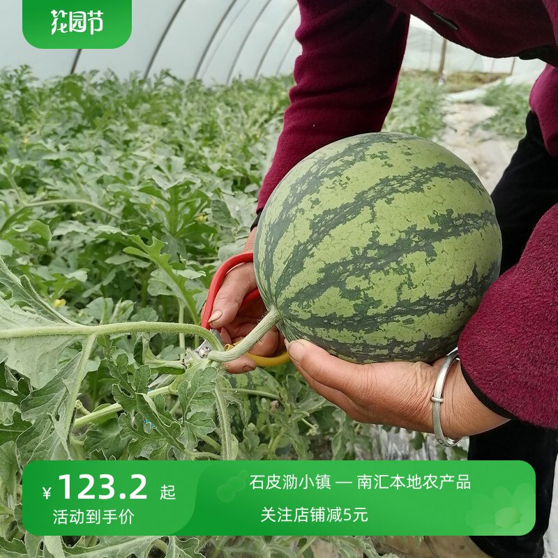 我想吃个正宗的南汇8424西瓜现摘现发可预约自摘夏日冰镇更爽口