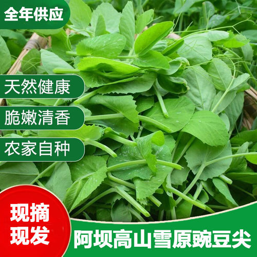 四川豌豆尖新鲜蔬菜现摘现发豌豆苗碗豆菜火锅菜露天龙须菜中通