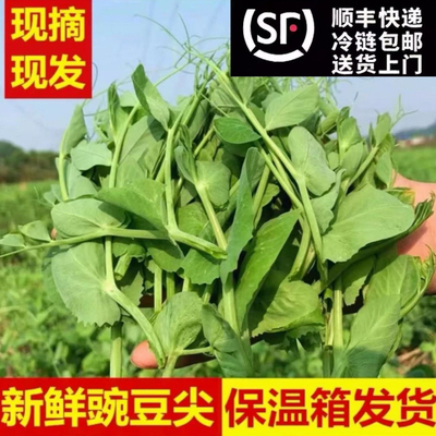 四川豌豆尖顺丰冷链当日新鲜蔬菜农家嫩豌豆苗露天种植龙须菜现货