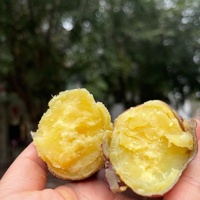 海南桥头鸣门金时地瓜5斤起番薯粉糯香甜板栗味道皮薄无丝无筋