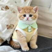 小猫衣服防掉毛薄款 德文无毛猫清凉背心宠物衣服狗狗可爱翻领日常
