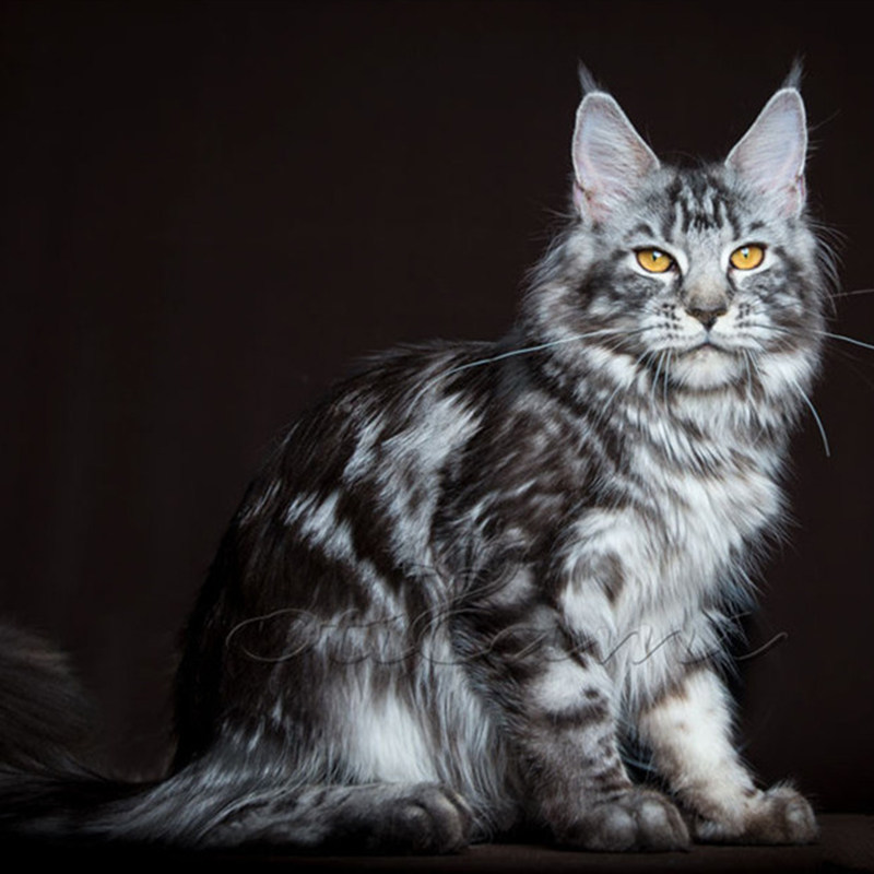 赛级缅因幼崽缅因猫纯种狮子猫棕虎斑银虎斑蓝虎斑挪威森林猫猫舍