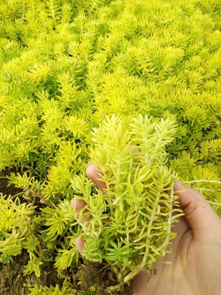 黄金佛甲草苗盆栽地栽耐热耐寒四季常青地被植物庭院假山造景绿植