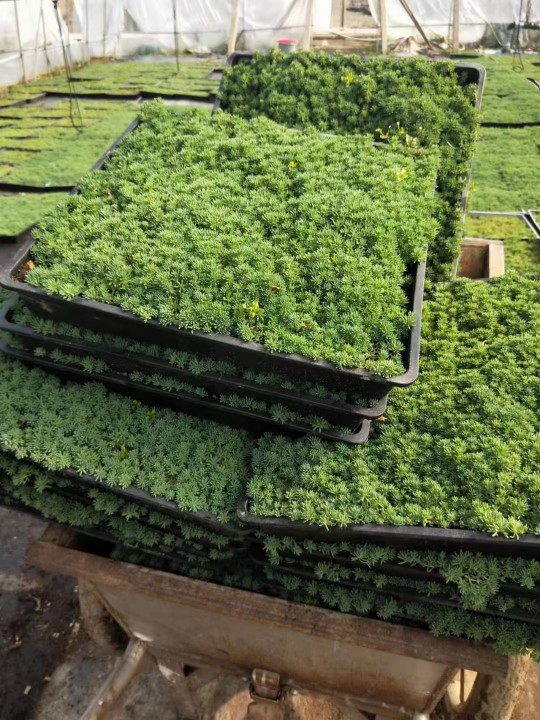 佛甲草苗屋顶绿化草皮坪金叶黄金佛甲草万年草景天过路黄耐寒植物