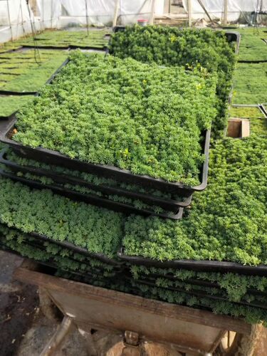 佛甲草苗屋顶绿化草皮坪金叶黄金佛甲草万年草景天过路黄耐寒植物