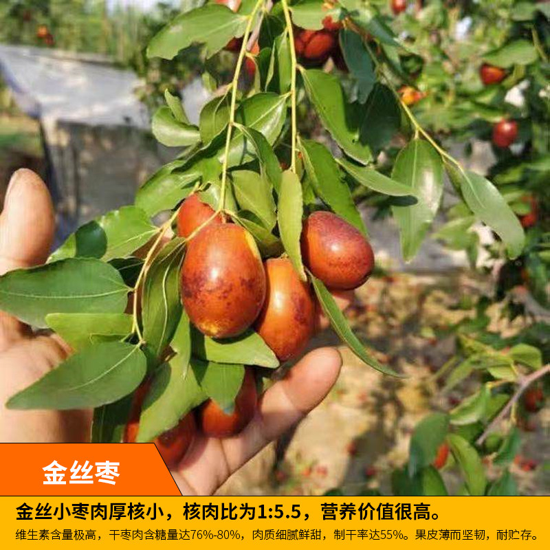 金丝枣树活苗超甜特大嫁接南北方种植当年结果金丝小枣树庭院果树