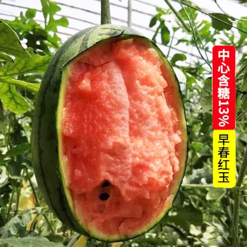 早春红玉2k西瓜种子礼品瓜玲珑小西瓜早熟盆栽春季水果四季瓜种籽