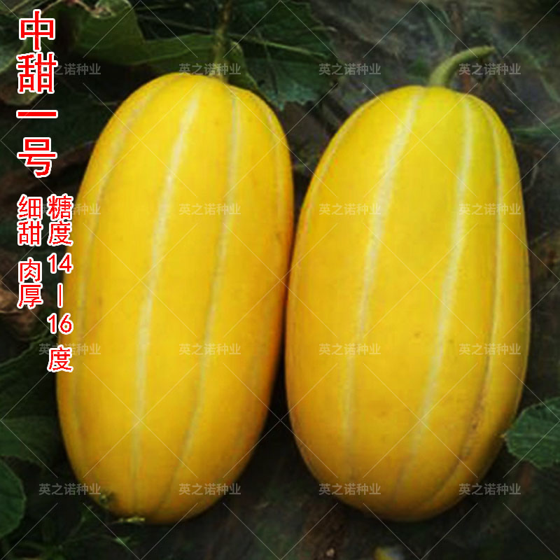 中甜一号黄皮甜瓜种籽高产四季超甜香瓜种子春秋基地水果蔬菜种孑