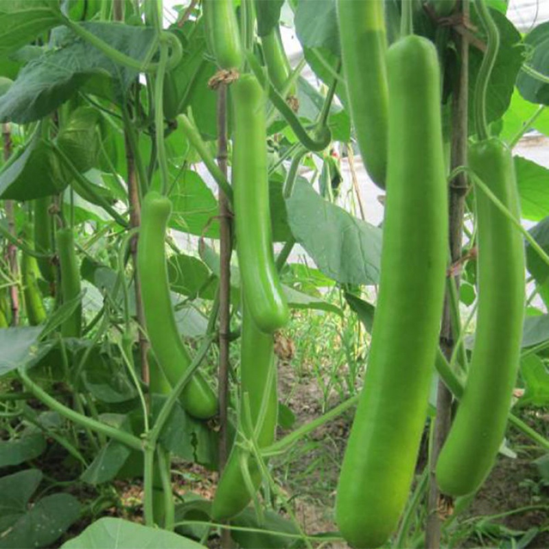 长瓠子瓜种子籽蒲瓜孝感瓠子葫芦瓜肉质细嫩肉厚早熟高产抗病菜孑