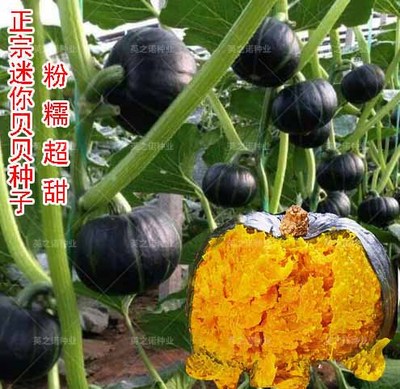 日本迷你贝贝种孑蔬菜苗种子