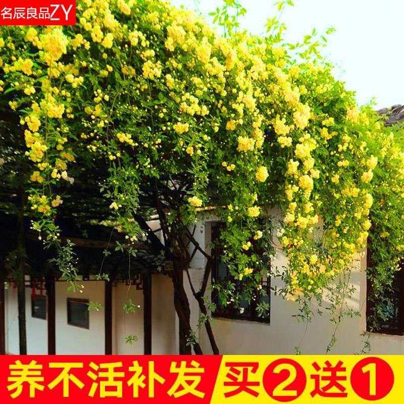 蔓藤植物阳台攀爬藤类植物攀爬室外特大花苗盆栽攀爬浓香四季爬藤