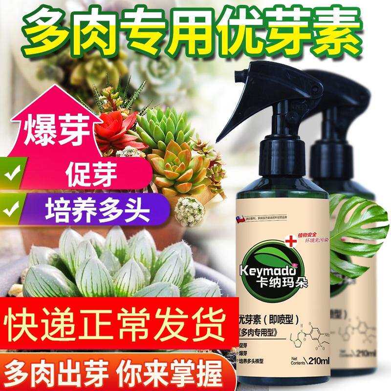 多肉植物爆芽素爆侧芽细胞分裂素激素促花芽花卉生长素