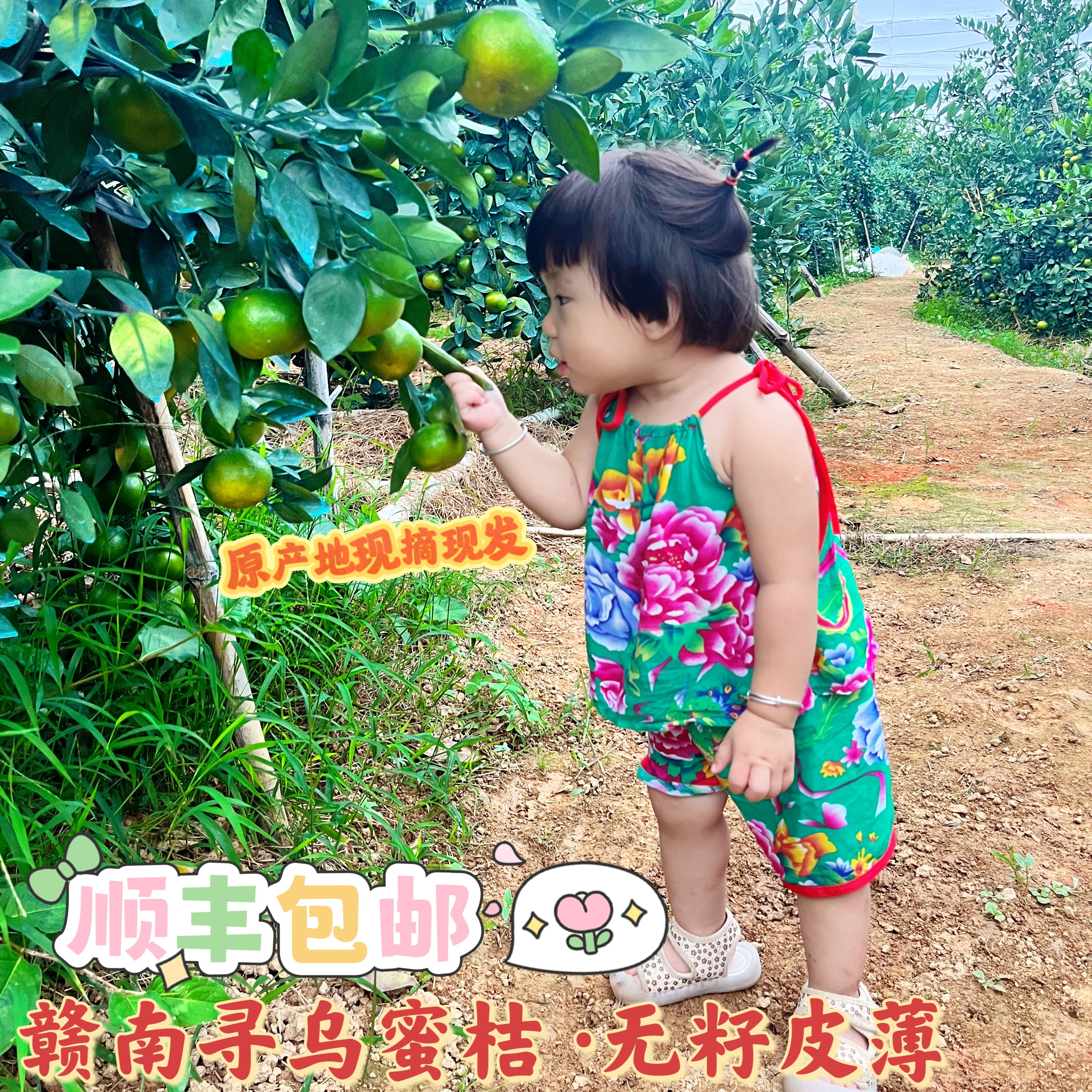 【顺丰包邮】正宗江西赣南寻乌无桔子