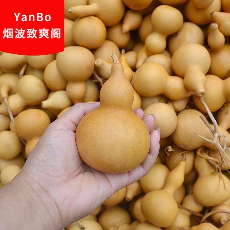 天然葫芦小压腰高度10-13厘米促销适合练习烙画学生初学者用