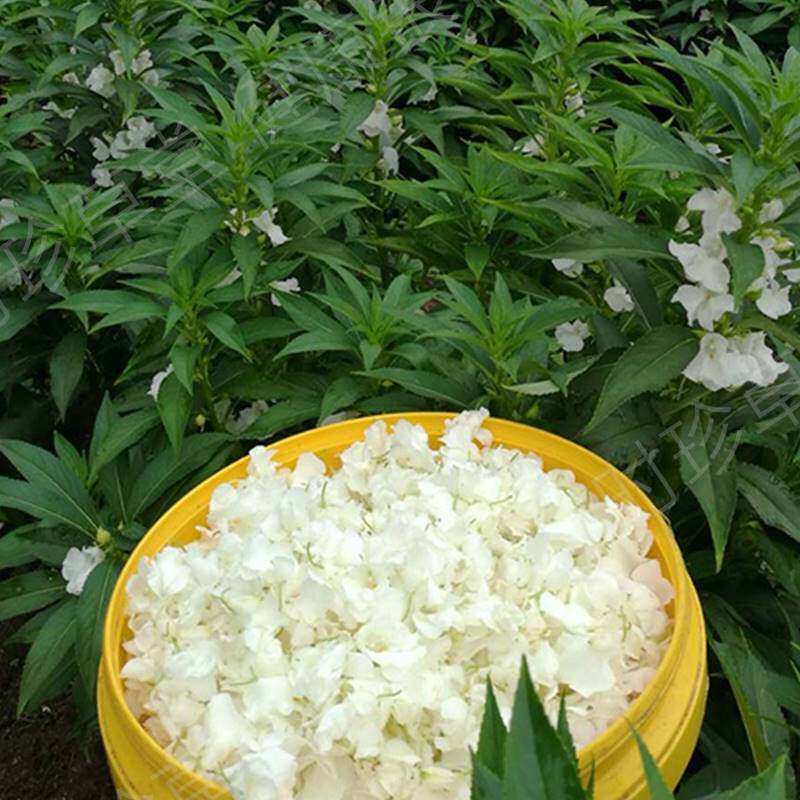新鲜白色凤仙花治疗灰指甲草花染指甲粉花瓣泡酒小桃红女儿修复液