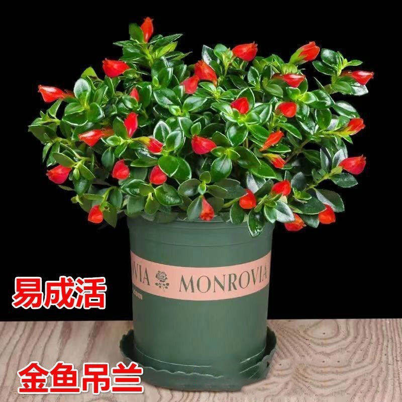 金鱼花吊兰金鱼花盆栽金鱼花带花苞室内四季常青绿植花卉四季开花