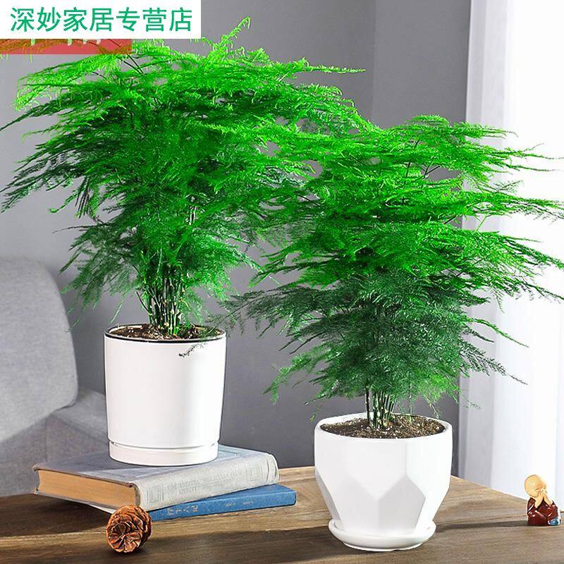 文竹苗盘景植物桌上绿植室内盆景卧室净化空气适合客厅放的卫生间