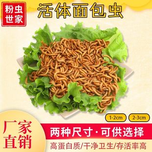 面包虫黄粉虫活虫活体鲜活虫龟八哥仓鼠画眉鸟食龙鱼饲料 500g 包邮