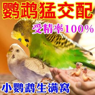 公鹦鹉不踩背母鹦鹉不下蛋催蛋繁殖专用加快踩背交尾繁殖产蛋翻倍