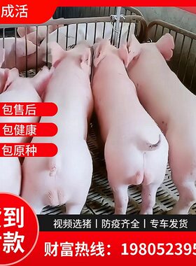 纯种太湖猪仔活苗新美货到付款