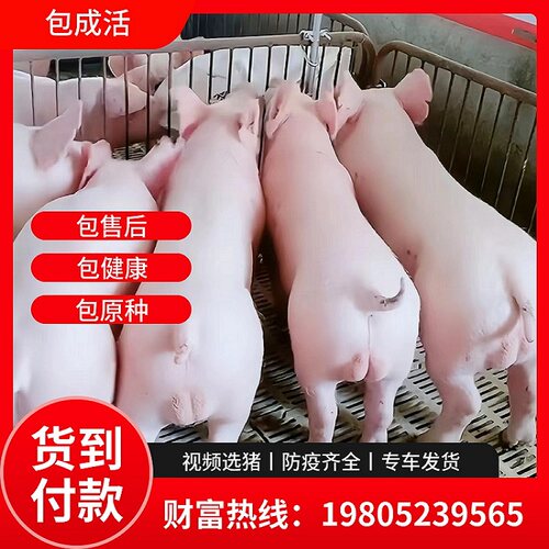 纯种太湖猪仔活苗新美货到付款