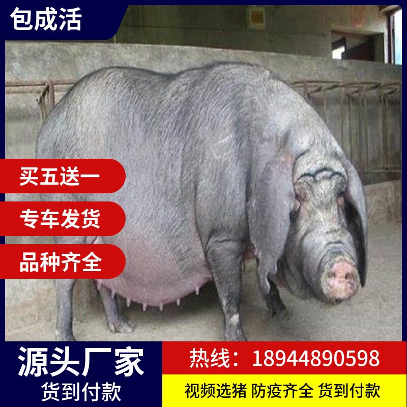 原种太湖母猪纯种苏太二元母猪杜洛克大长白约克种公猪小猪仔活苗