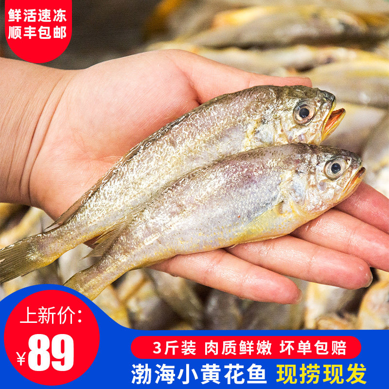 活冻鲜活小黄花鱼三斤青岛深海野生黄花鱼新鲜冷冻海鲜顺丰包邮|msdalam kategori daging perikanan/Buah-buahan segar dan sayur-sayuran/dimasak, makanan laut/produk akuatik/produk, Fish Seafood, 黄鱼 - dari Buy2taobao.com untuk memberikan perkhidmatan ejen Taobao profesional membeli