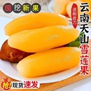 包邮 云南天山雪莲果新鲜现挖红黄心水果当季 水果9斤5斤3斤整箱