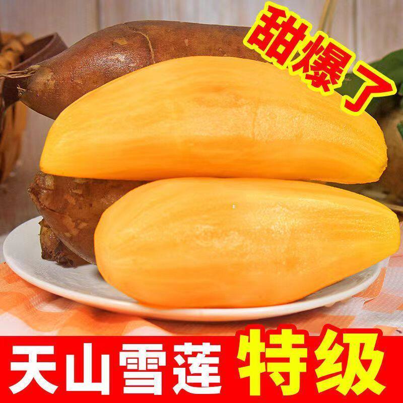 正宗云南天山雪莲果新鲜水果低糖黄心红心特级大长果