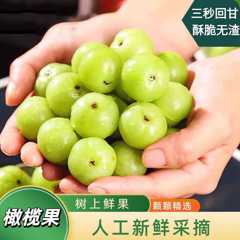 新鲜采摘滇橄榄云南野生橄榄果油甘果余甘果牛甘果油柑酸水果包邮