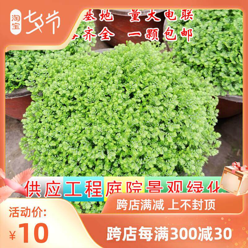 情人草绿地球桌面绿植珊瑚厥常绿蕨类植物翠云草吸甲醛盆栽植物