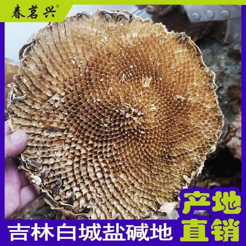 向日葵花盘吉林白城盐碱地纯碱地整个盘粉包袋泡茶碱地自然干风干