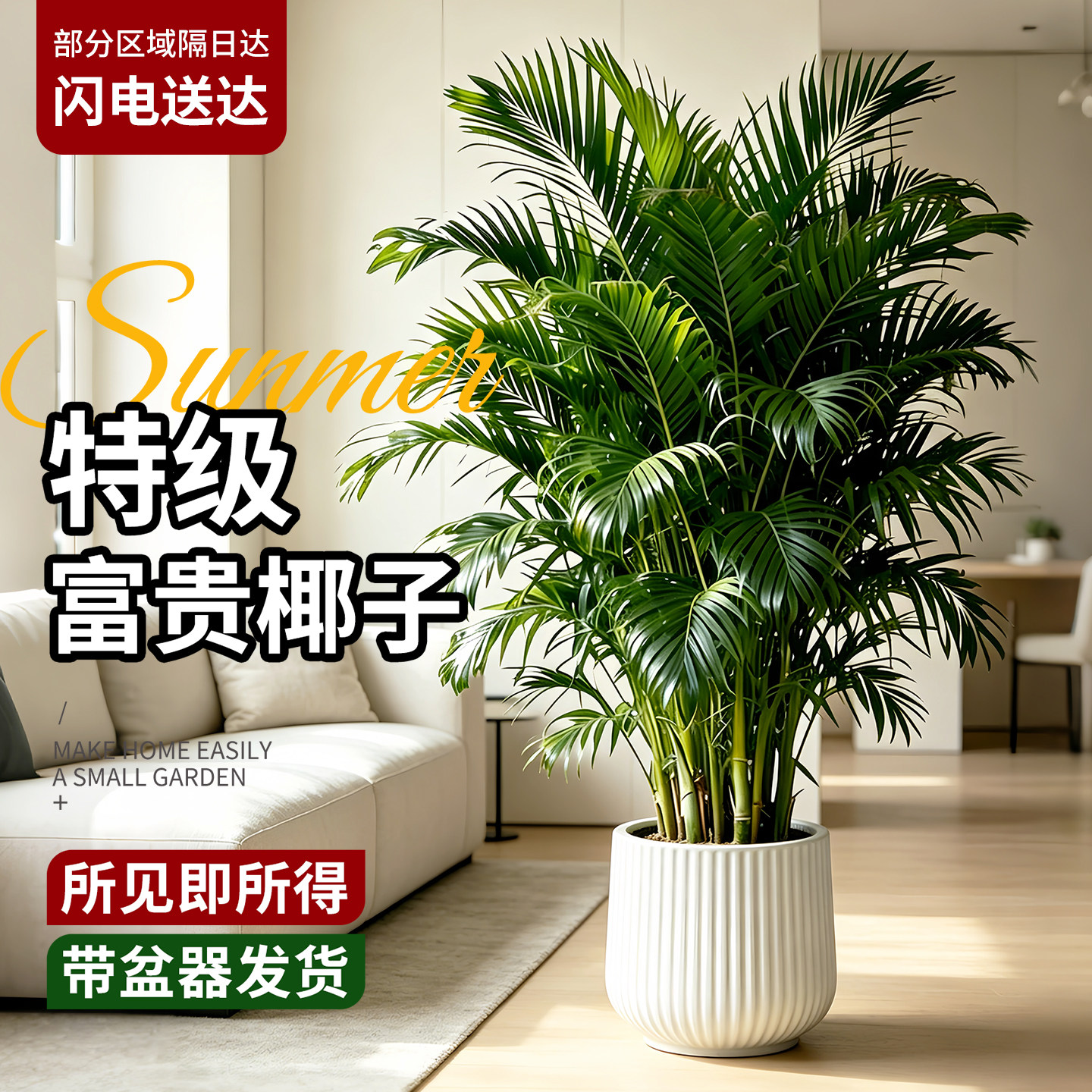 富贵椰子植物盆栽室内客厅大型绿植散尾葵凤尾竹办公四季常青好养