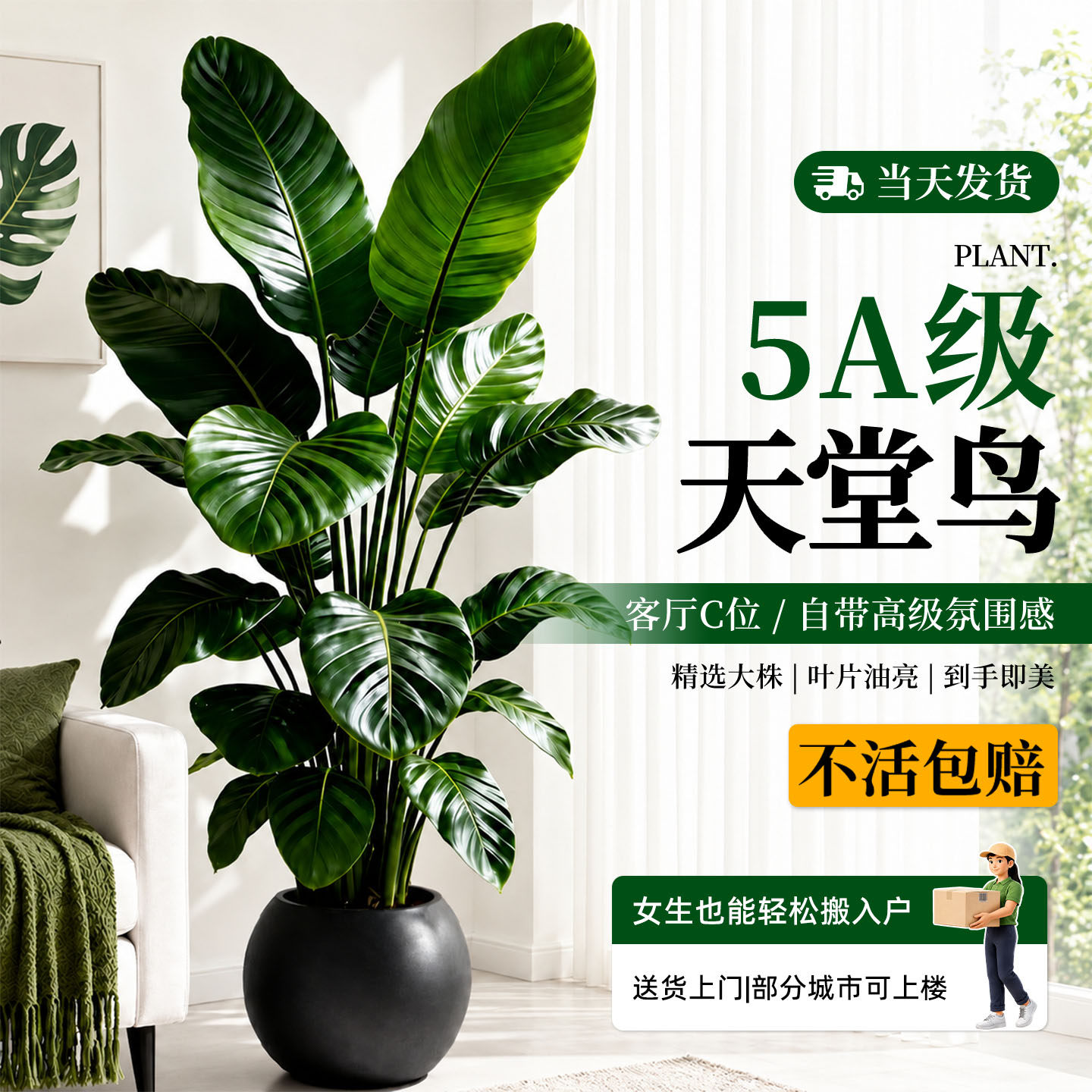 客厅落地大型盆栽四季常青图片