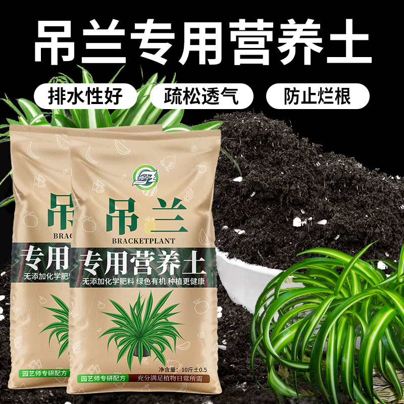 吊兰专用土叶片光泽枝繁叶茂