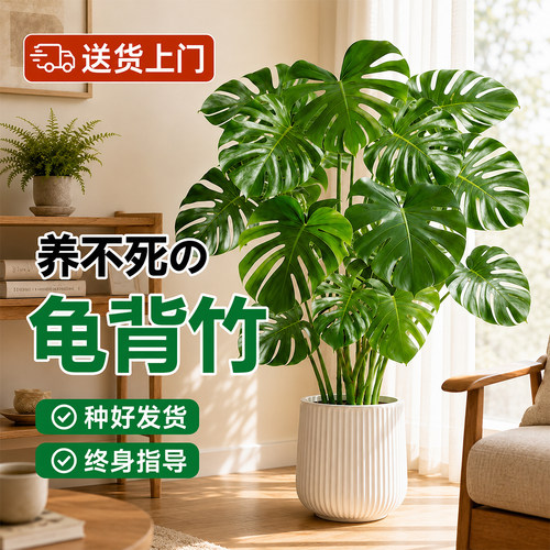 龟背竹客厅大盆栽大叶开背老桩提根办公室大型绿植物室内净化空气