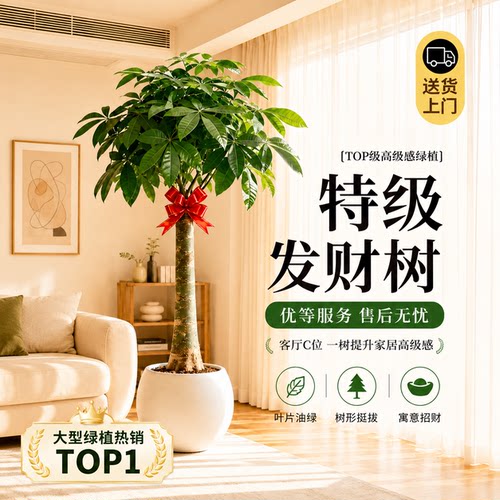大棵发财树盆栽步步高客厅办公室