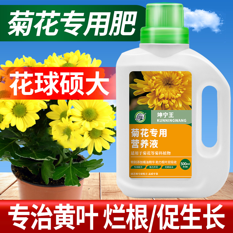 坤宁王菊花专用营养液促进开花