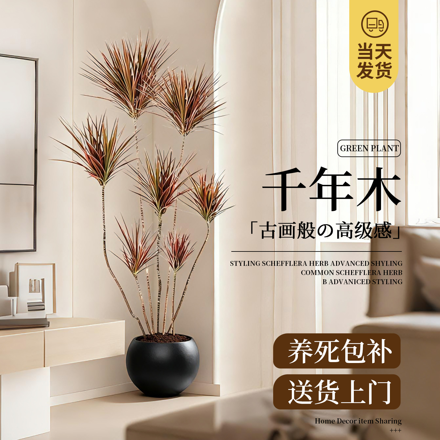 千年木盆栽大型客厅植物室内好养七彩铁龙血树真绿植地式真树造景