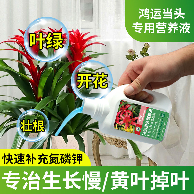 鸿运当头专用肥料营养液凤梨花专用开花肥料室内盆栽专用水溶肥料,鲜花速递/花卉仿真/绿植园艺,家庭园艺肥料,淘宝优惠券,粉丝福利购,淘宝优惠卷