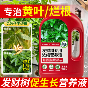 发财树专用营养液营养肥料叶子发黄掉叶黄叶枯叶烂根专用药水培