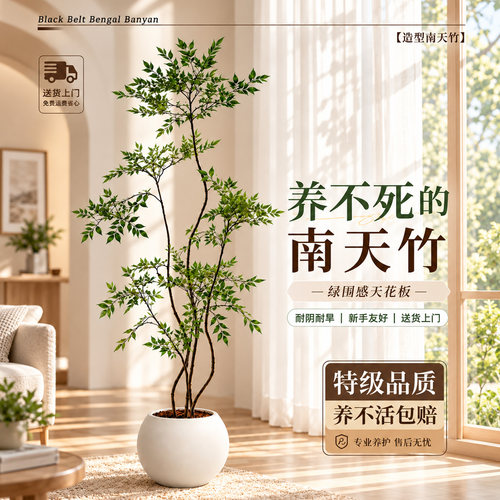 南天竹真树大型盆栽好养轻奢