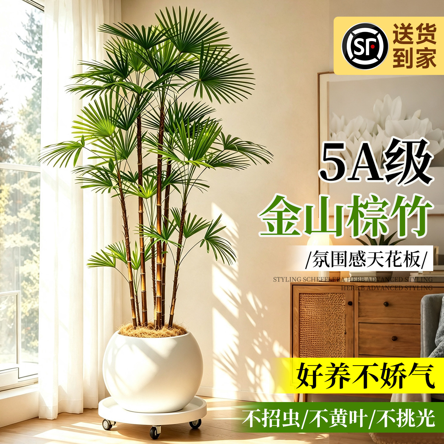 小叶棕竹客厅绿植室内落地真花图片