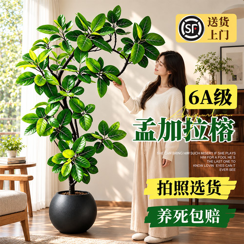 网红大型绿植黄金榕室内盆栽