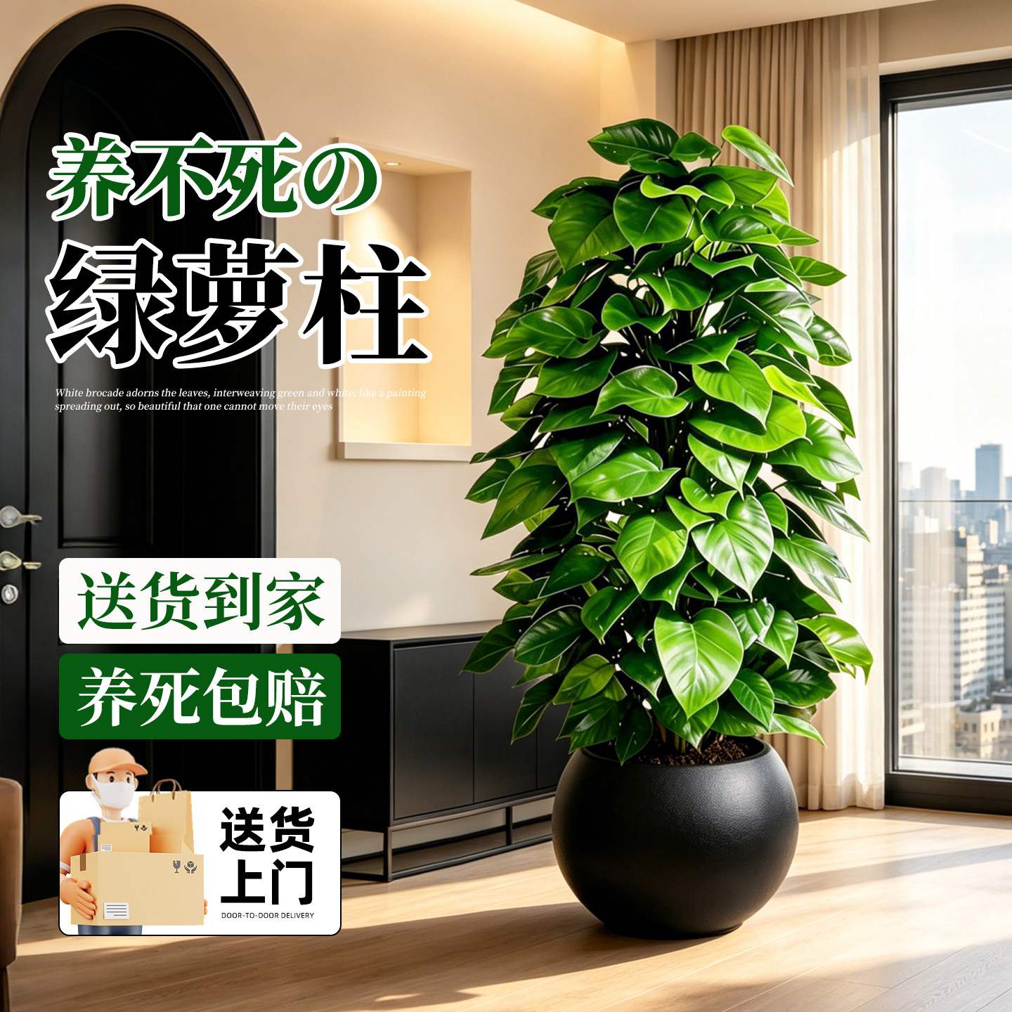 大叶绿萝柱大型绿植盆栽客厅室内办公室观叶植物异味净化空气好养