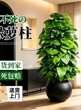 大叶绿萝柱大型绿植盆栽客厅室内办公室观叶植物异味净化空气好养