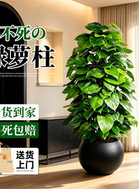 大叶绿萝柱盆栽净化空气好养