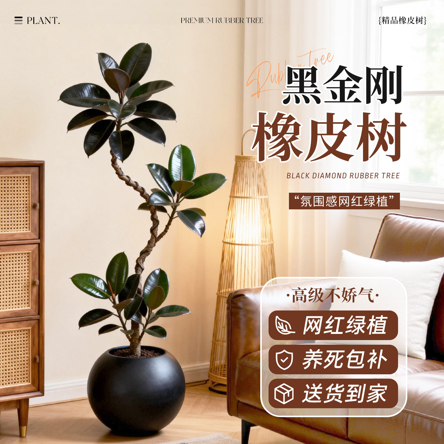 黑金刚橡皮树客厅绿植高级感大盆栽植物轻奢办公室内落地高端好养,鲜花速递/花卉仿真/绿植园艺,大型绿植/成品组合盆栽,淘宝优惠券,粉丝福利购,淘宝优惠卷